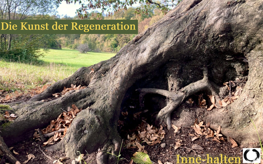 Die Kunst der Regeneration – Shinrin-Yoku (jap.:baden im Wald)